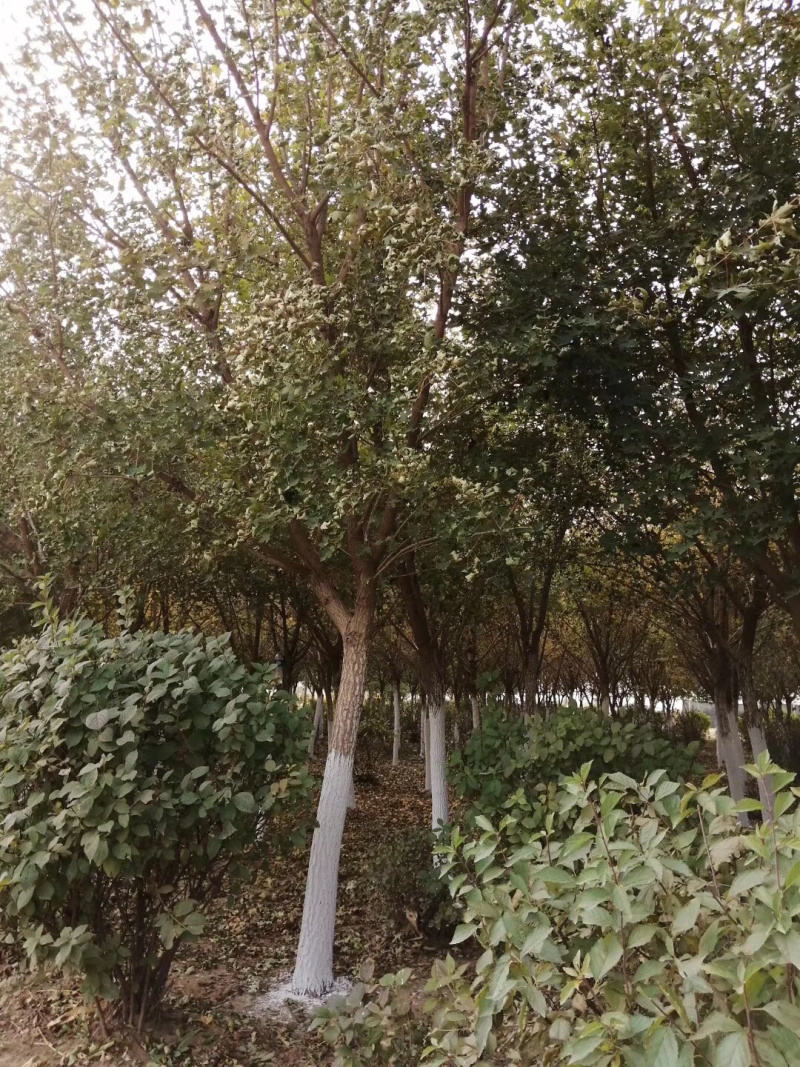 大量供应3-4公分，5-6公分8-10公分元宝枫