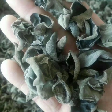 东北黑木耳