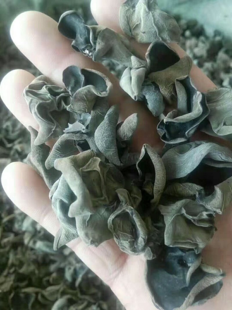 东北黑木耳