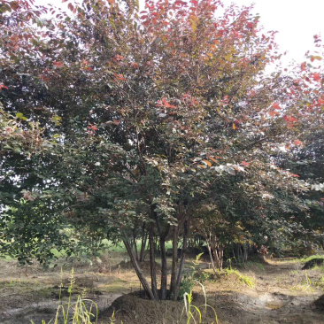 供应大规格丛生红叶李4-8分枝，60-1.2米高