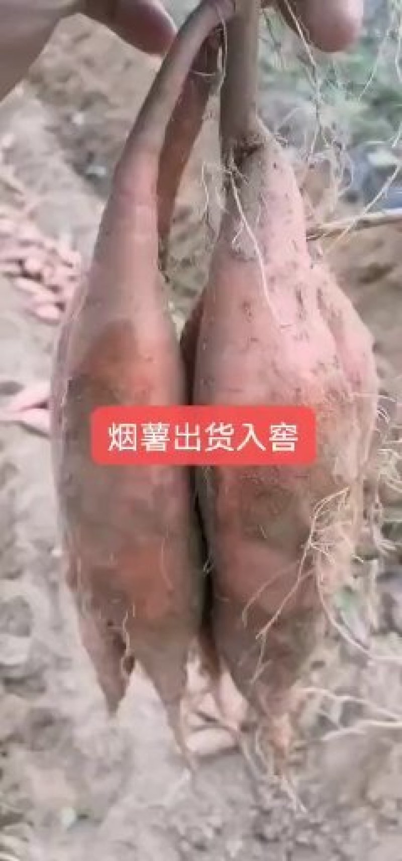 烟蜜薯红皮红心地窖货源支持各种规格，支持各种包装物流整车