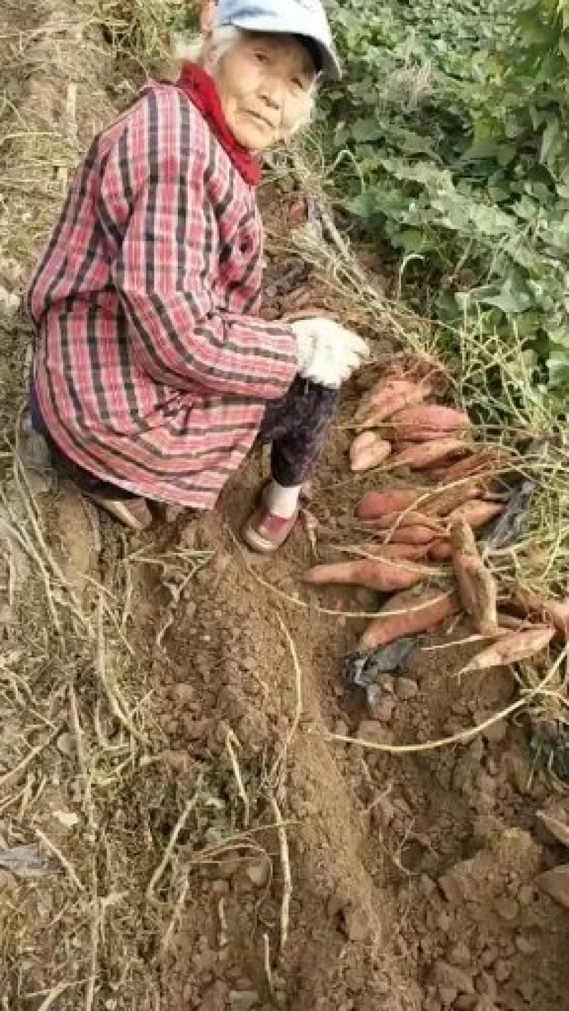 烟蜜薯红皮红心地窖货源支持各种规格，支持各种包装物流整车