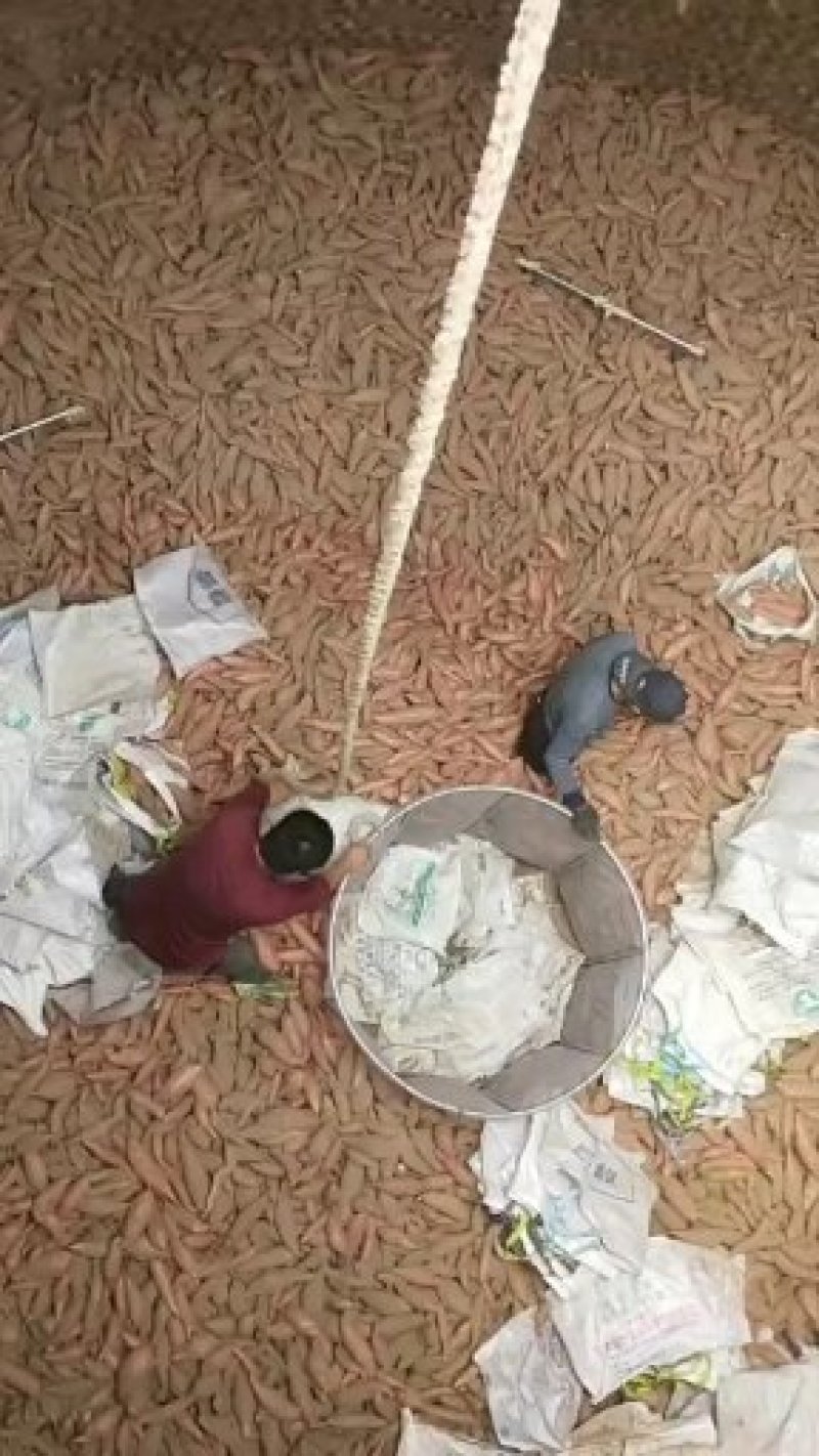 烟蜜薯红皮红心地窖货源支持各种规格，支持各种包装物流整车