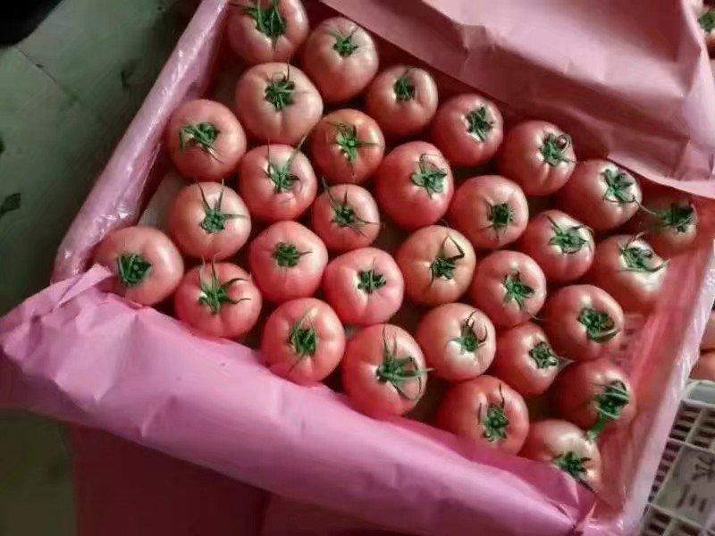 山东西红柿产地大量批发质量保证品种全货源充足
