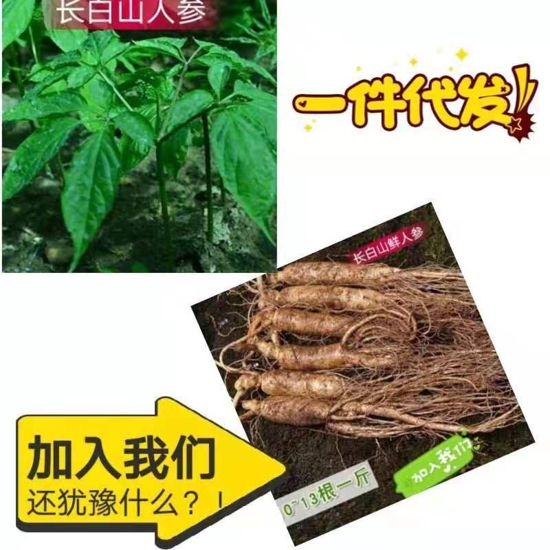 新鲜长白山人参苗人参种子室内室外盆栽盆景人参占地栽征地人
