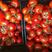 山东西红柿产地大量批发质量保证品种全货源充足