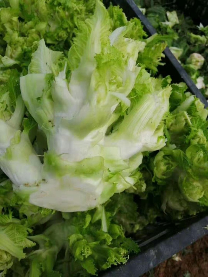 儿菜