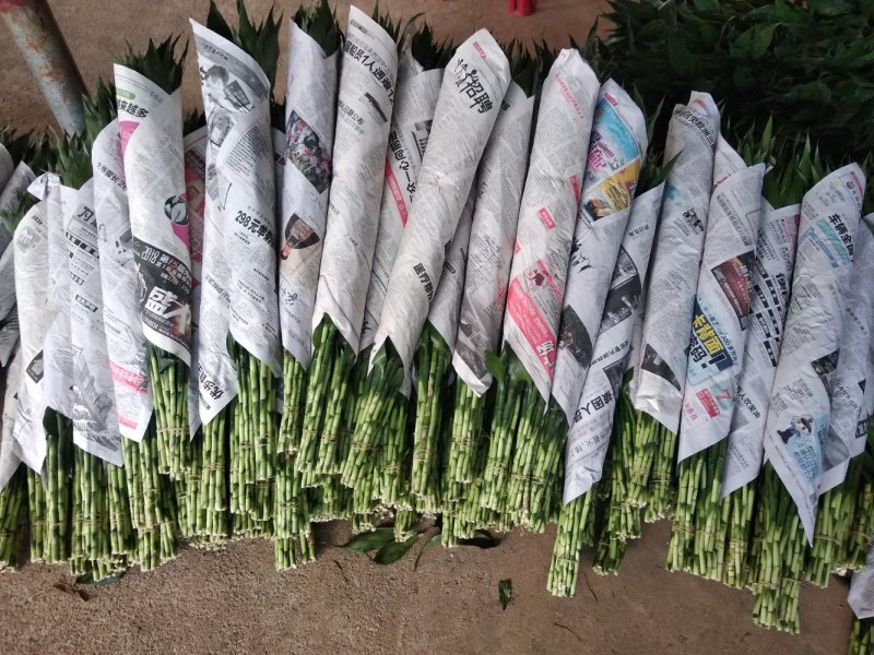 富贵竹基地直发观音竹莲花竹红竹招财竹金边竹青朱蕉水培盆栽