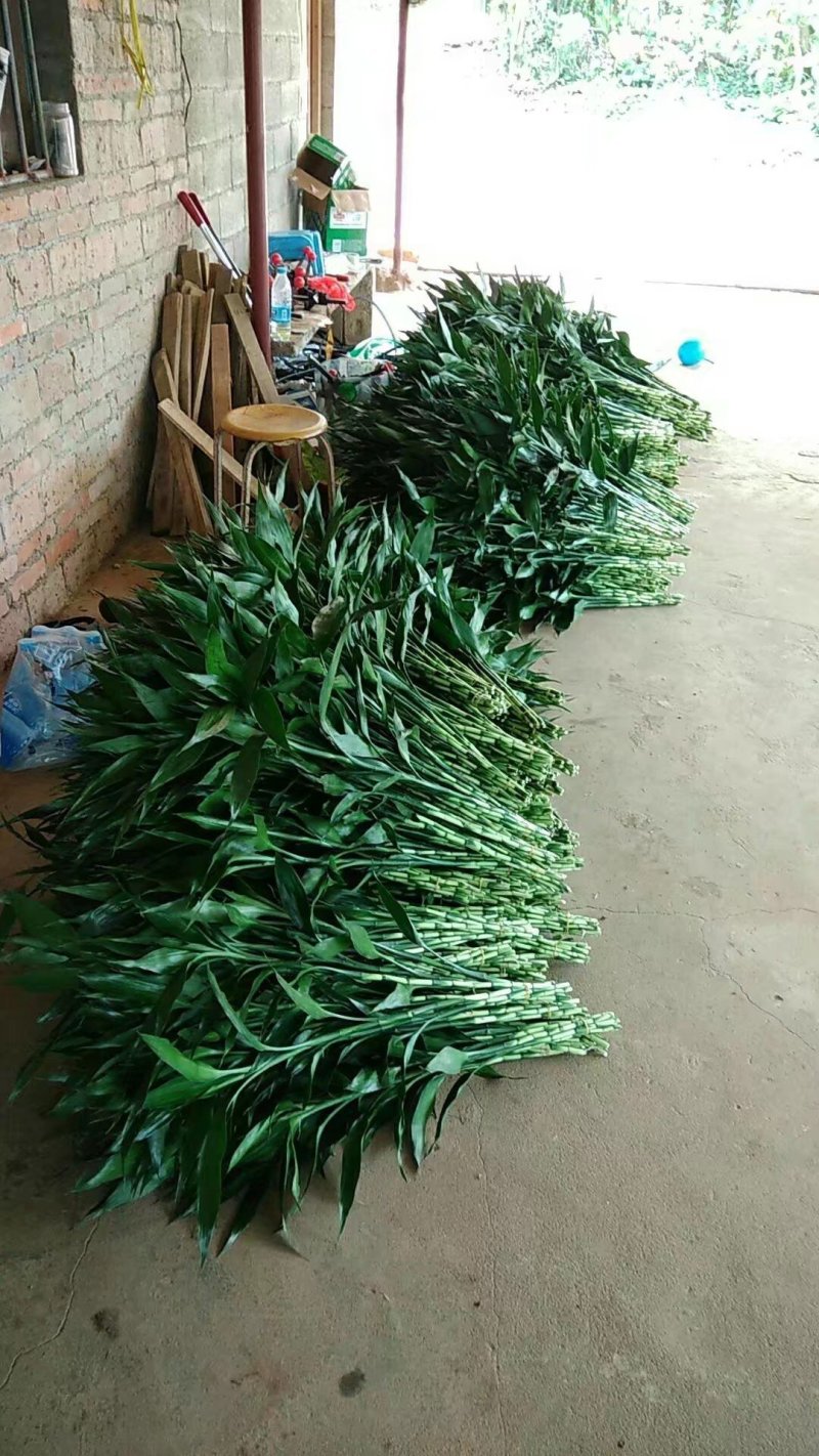 富贵竹基地直发观音竹莲花竹红竹招财竹金边竹青朱蕉水培盆栽