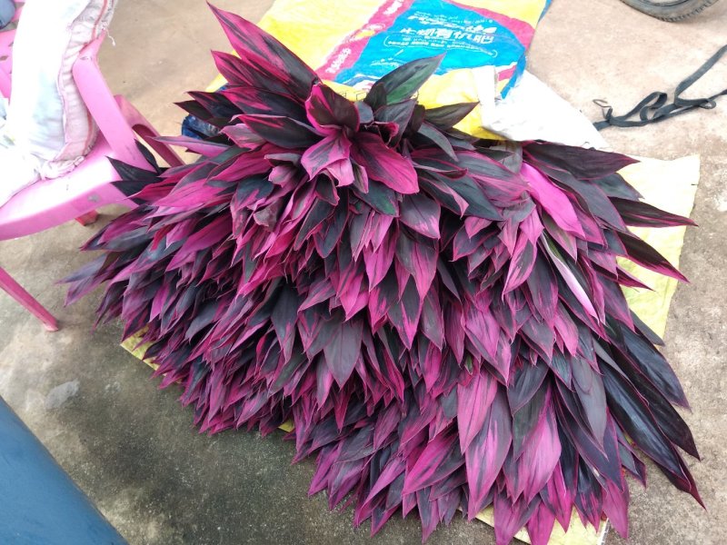 富贵竹基地直发观音竹莲花竹红竹招财竹金边竹青朱蕉水培盆栽