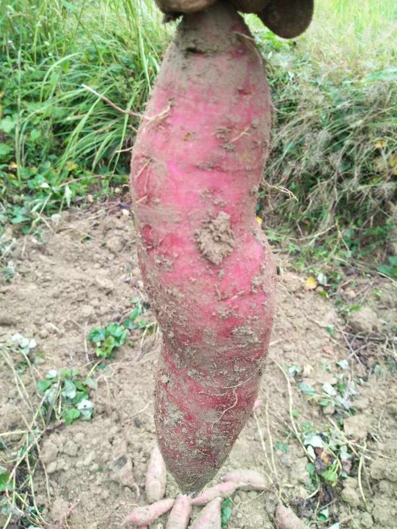 深山生态红薯