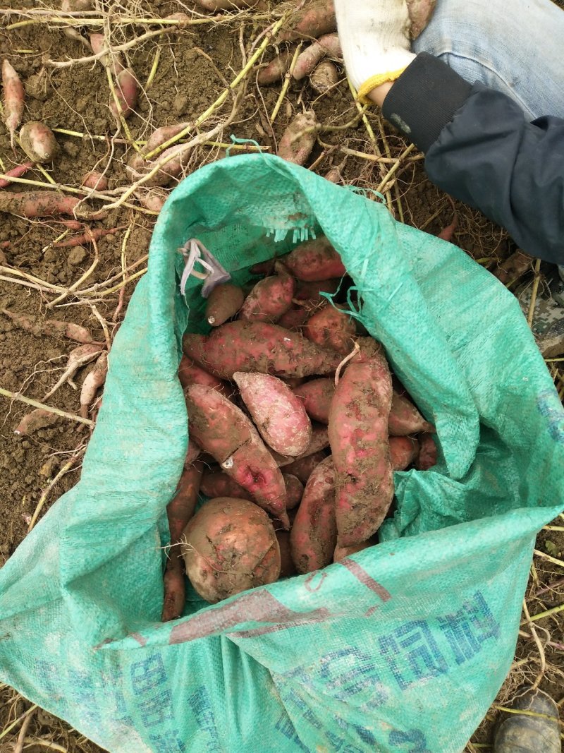 深山生态红薯