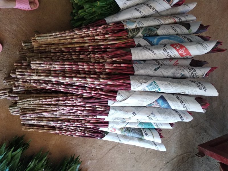富贵竹基地直发观音竹莲花竹红竹招财竹金边竹青朱蕉水培盆栽