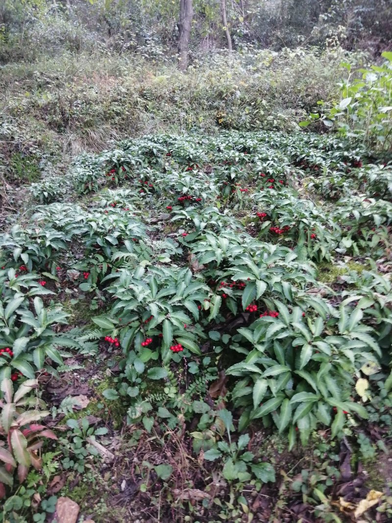 纯种大别山野生富贵籽10~20cm