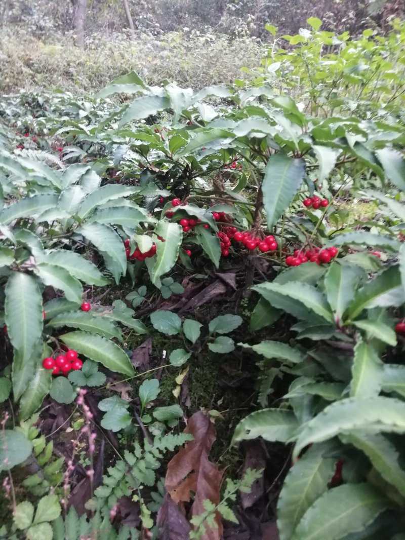 纯种大别山野生富贵籽10~20cm