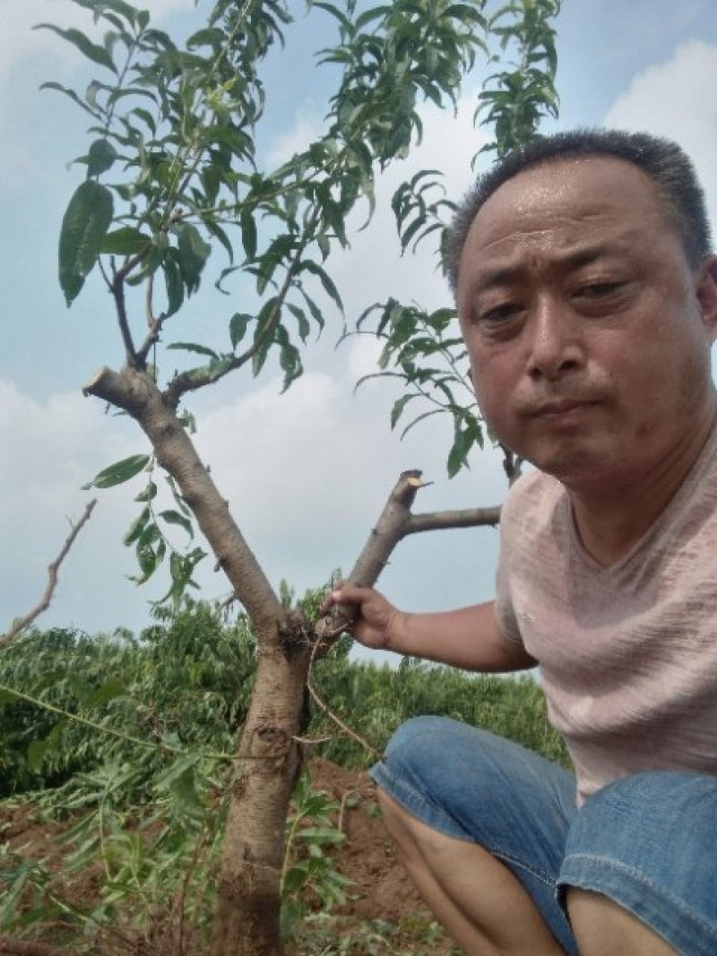 占地桃树