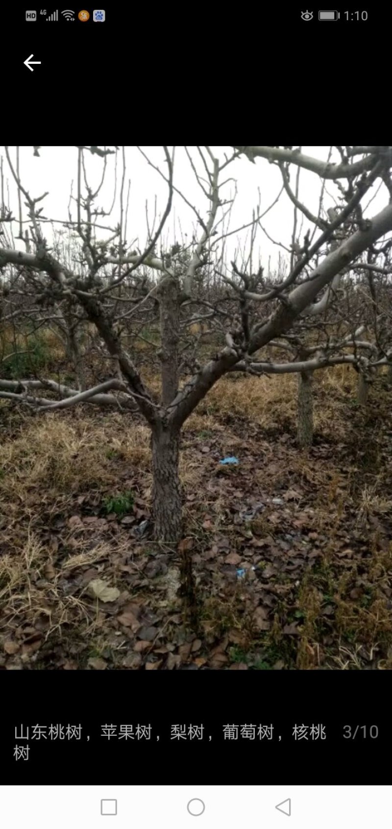占地桃树