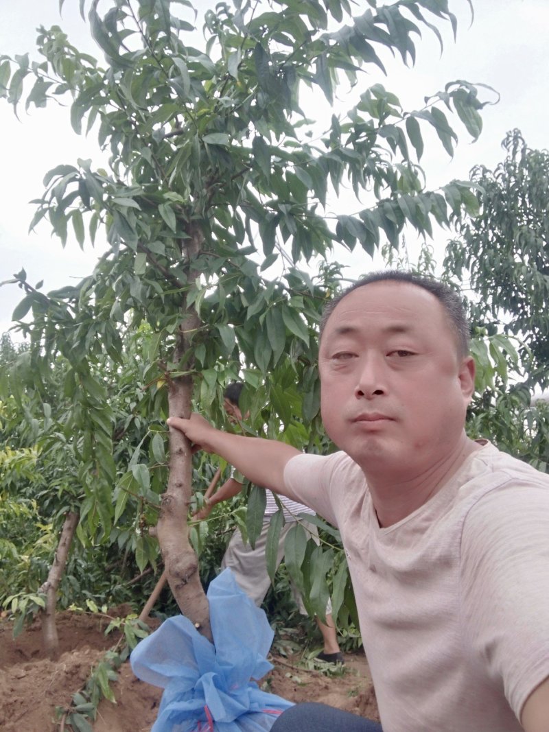 占地桃树