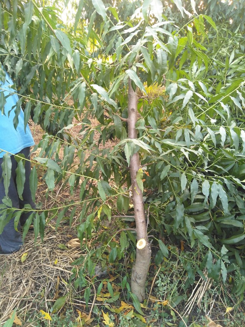 占地桃树