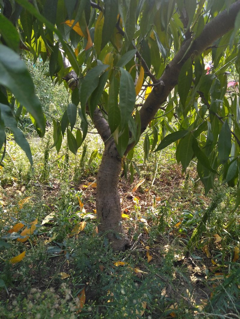 占地桃树
