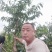 占地桃树