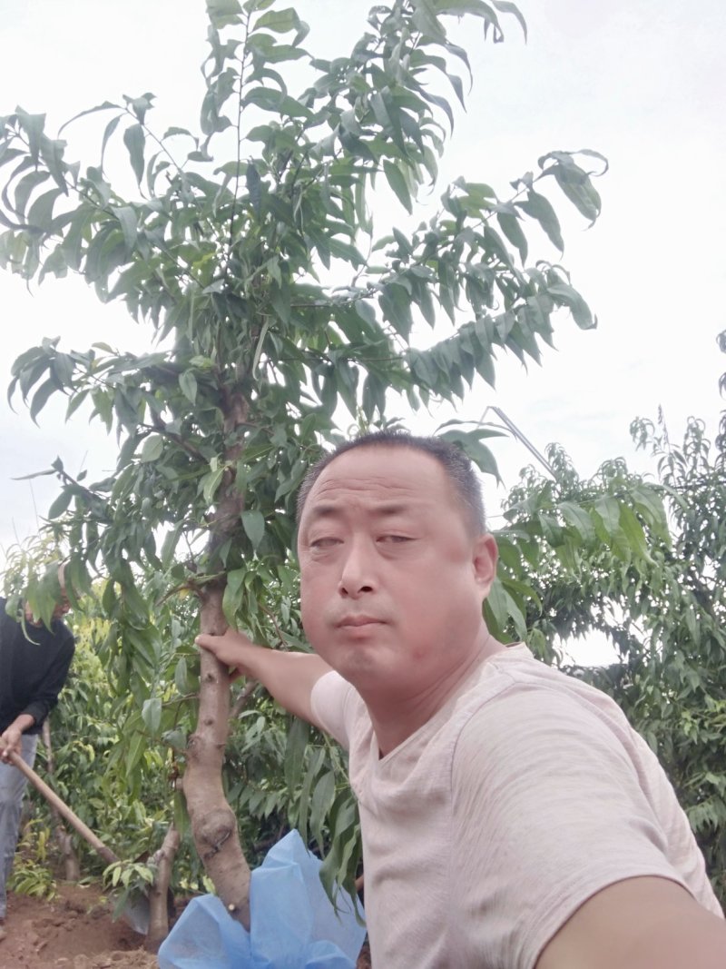 占地桃树