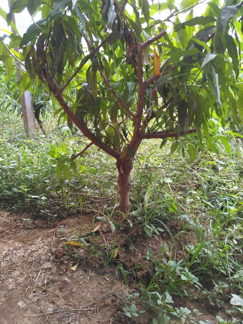 占地桃树