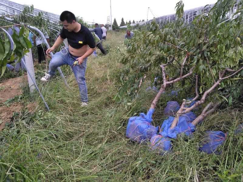 占地桃树