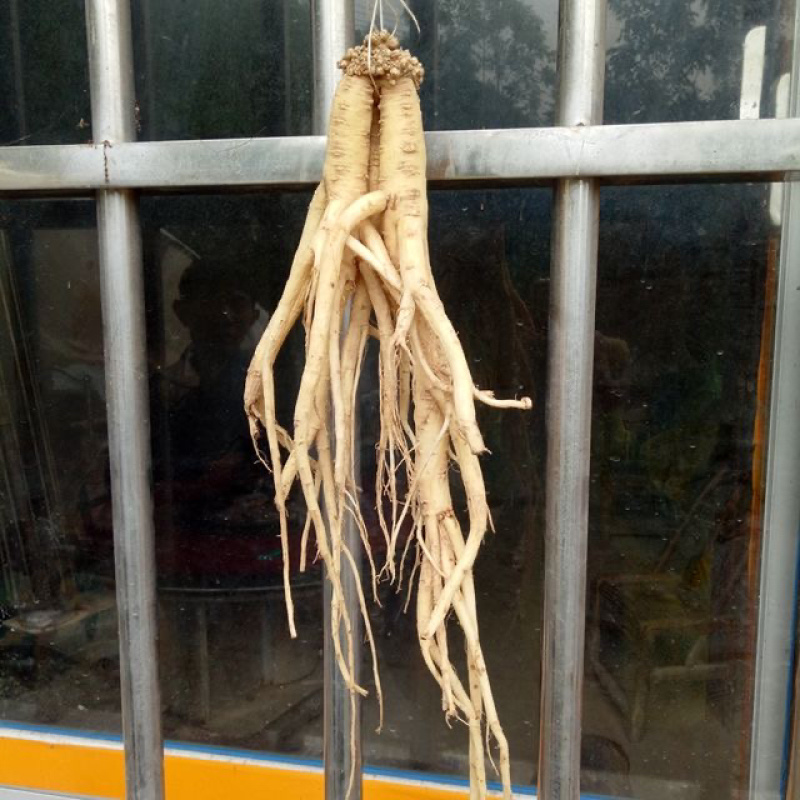 板桥党参原生态无硫恩施苗族土特产湖北中药材泡酒的