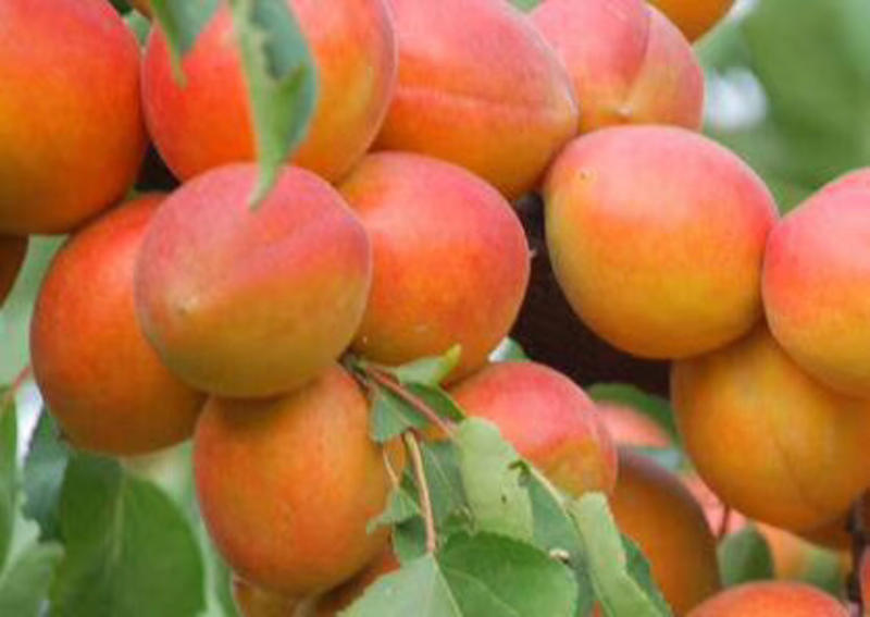 串枝红杏、树苗、产量特别高，口感特别好、