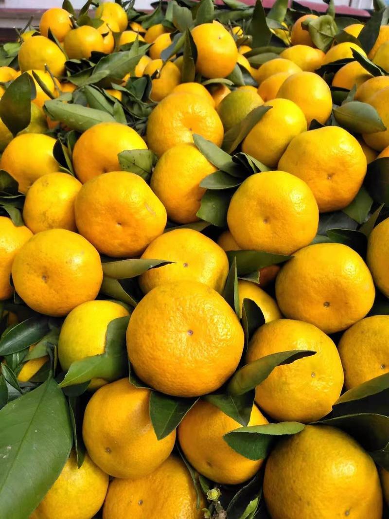 陕西汉中蜜橘，城固蜜橘日销过百吨，酸甜适中