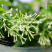 夜来香花树苗九里香花卉盆栽植物室内驱蚊花浓香四季开花好养