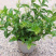 夜来香花树苗九里香花卉盆栽植物室内驱蚊花浓香四季开花好养