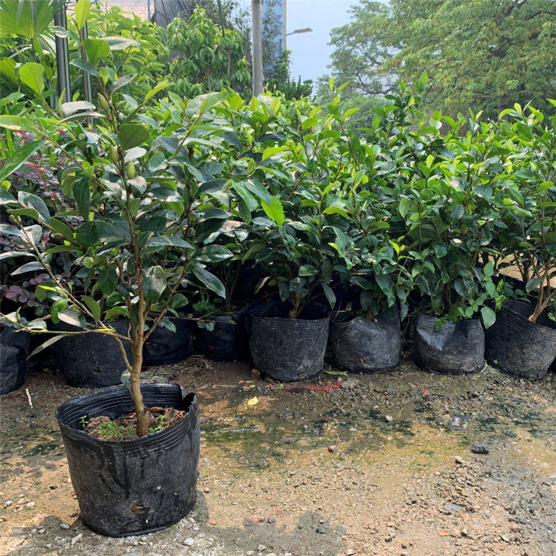 庭院植物含笑树苗耐寒花卉含笑花盆栽含笑苗四季开花带叶带花