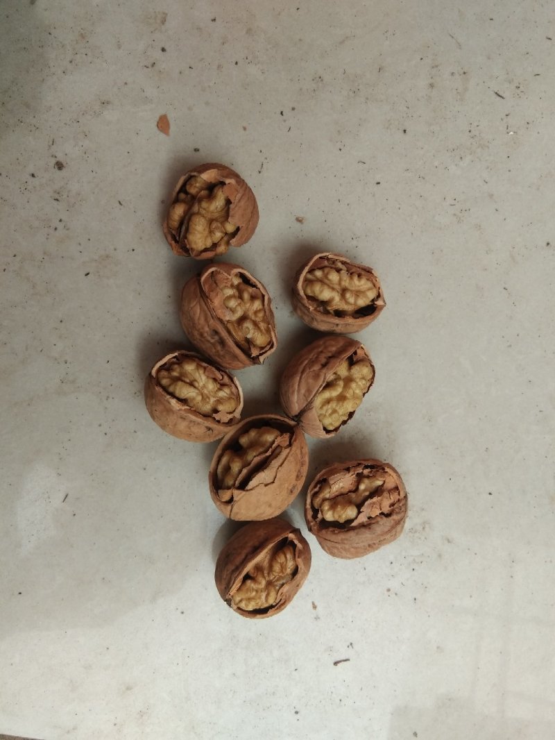 棉核桃