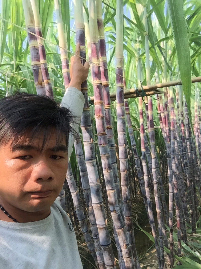 黑皮甘蔗