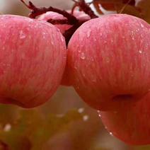 早中晚熟新品种苹果树苗烟福8爱妃红肉苹果苗