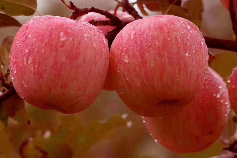 早中晚熟新品种苹果树苗烟福8爱妃红肉苹果苗