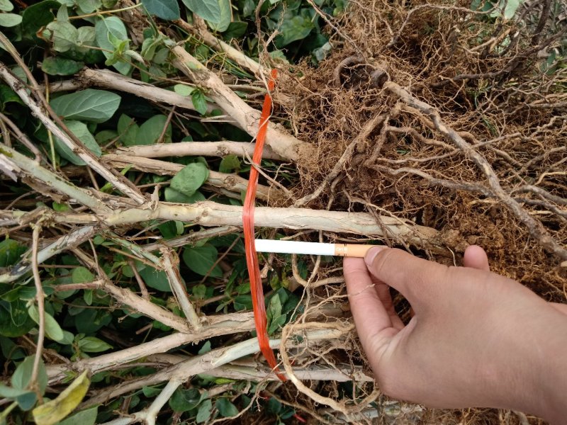 四季金银花苗根系发达全部现挖现发包邮