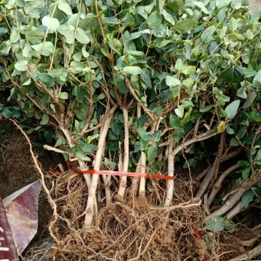 四季金银花苗根系发达全部现挖现发包邮