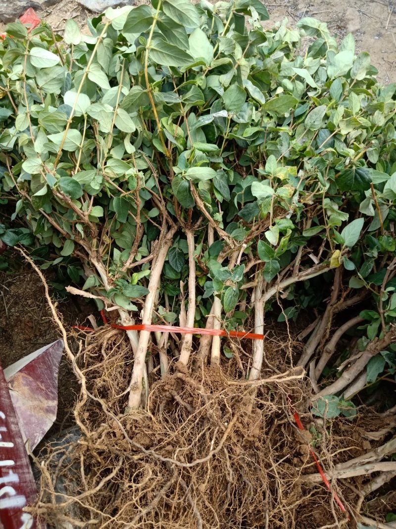 四季金银花苗根系发达全部现挖现发包邮