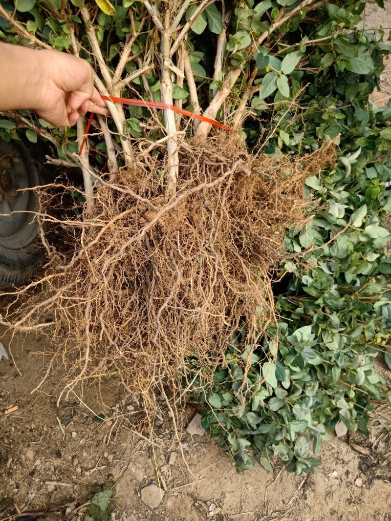 四季金银花苗根系发达全部现挖现发包邮