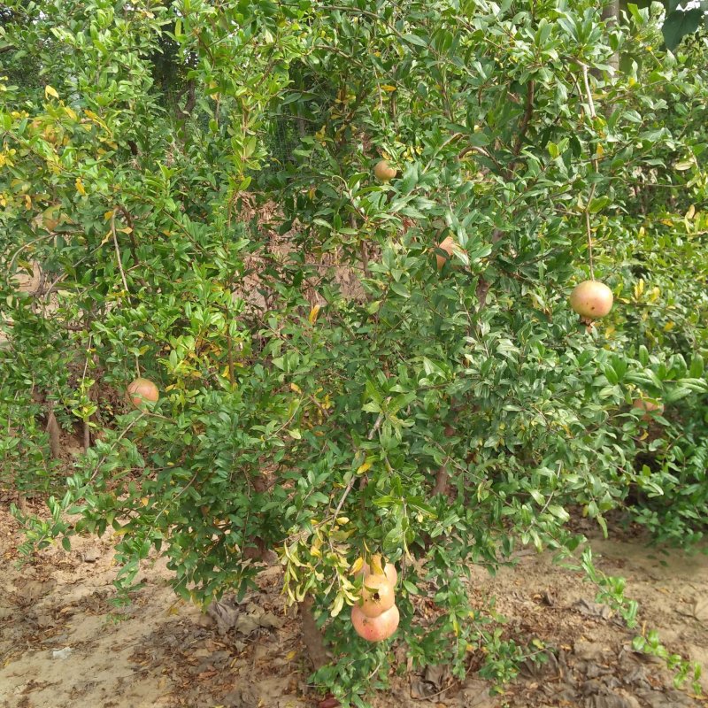 石榴苗石榴树苗泰山红石榴苗软籽石榴苗泰山红