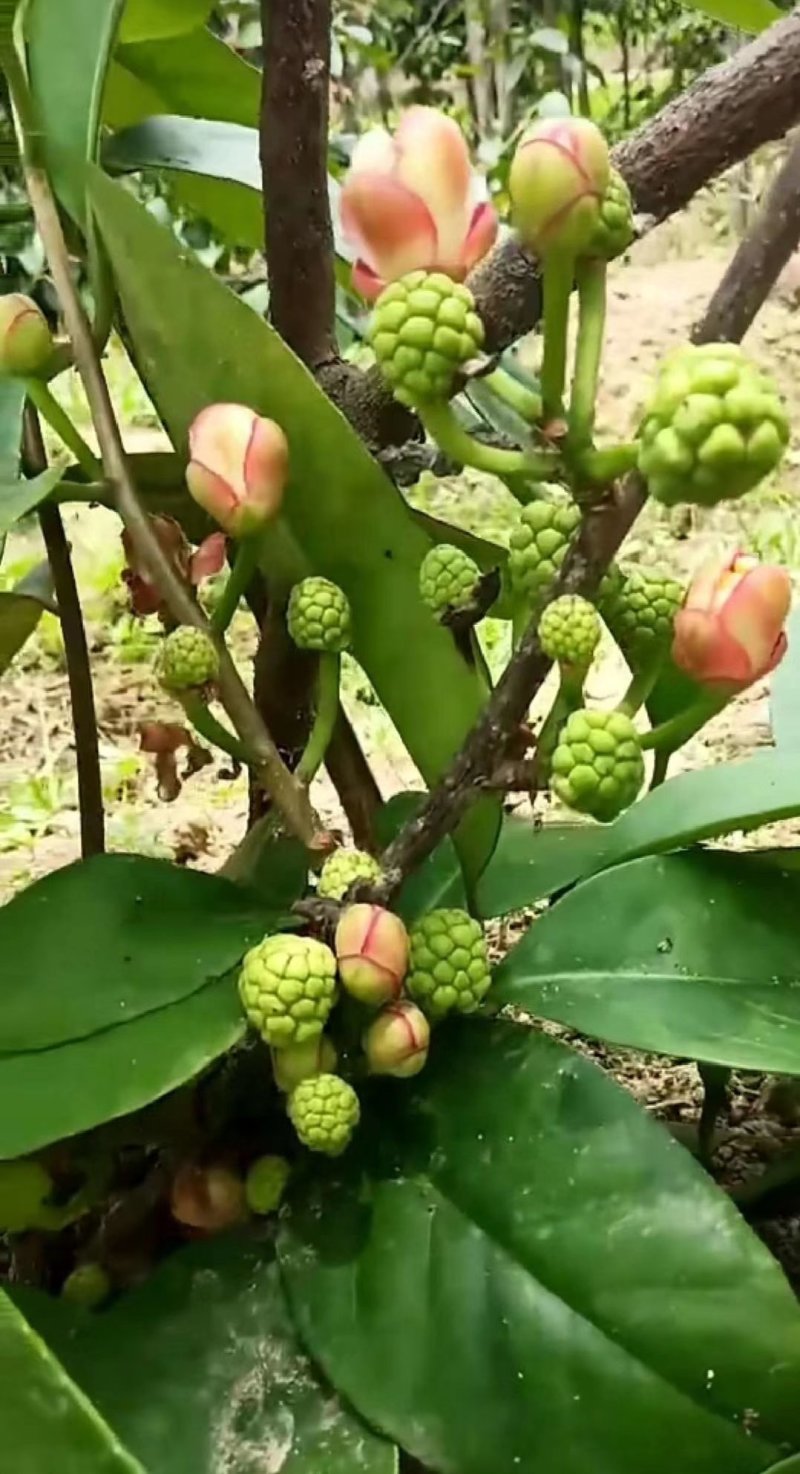黑老虎苗，布福娜苗，易管理，产量高，爬滕水果品种