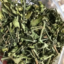 白鹤灵芝草产地直供支持线上交易各种规格承接订单