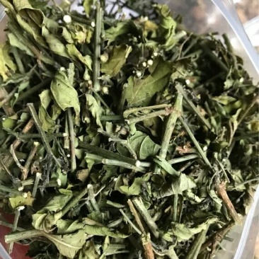 白鹤灵芝草产地直供支持线上交易各种规格承接订单