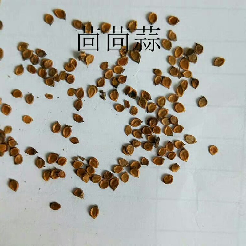 茴茴蒜回回蒜产地直供支持线上交易可搭配多品种采购