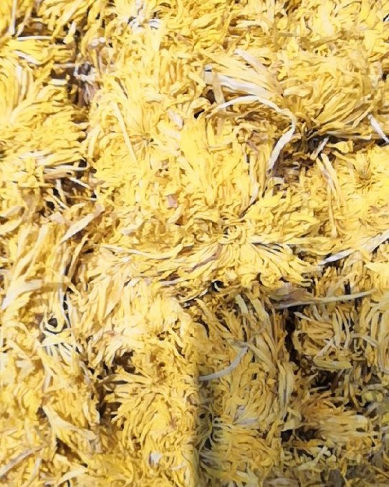 金丝皇菊和黄山贡菊