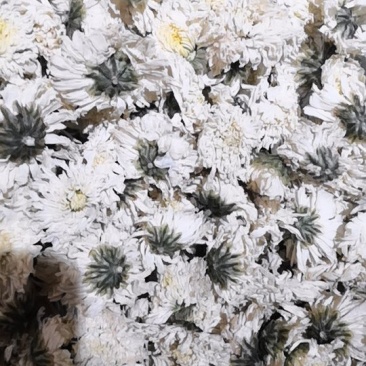 金丝皇菊和黄山贡菊