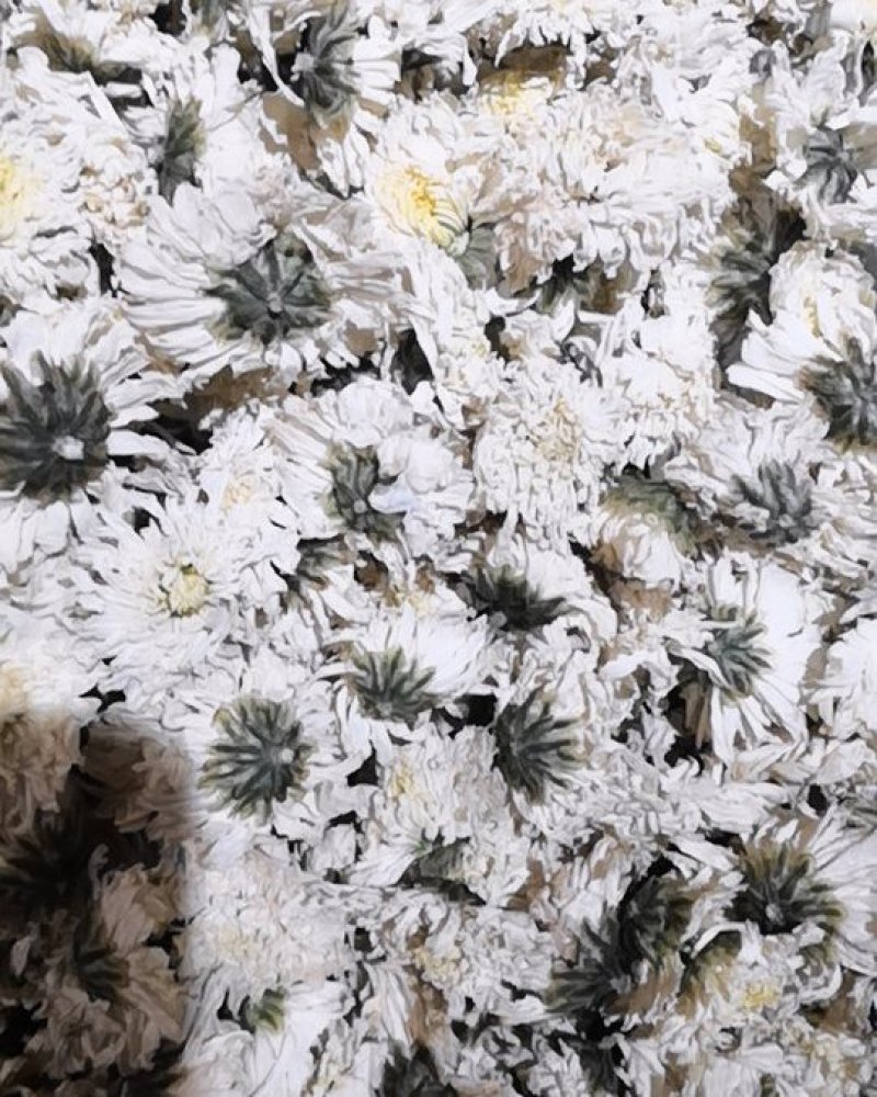 金丝皇菊和黄山贡菊